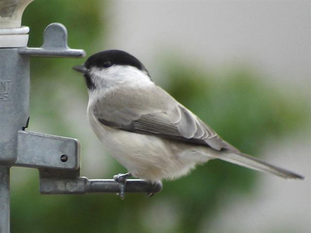 野鳥を撮る その12 Naoblo 自然