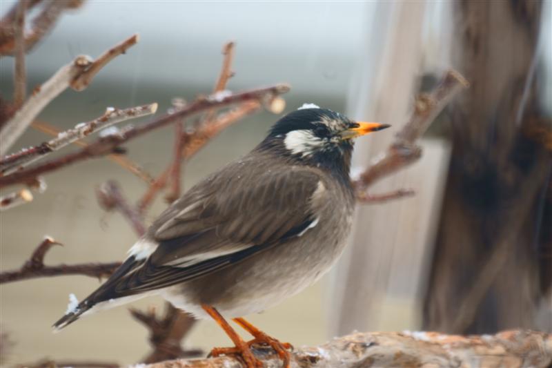 野鳥を撮る その97 Naoblo 自然