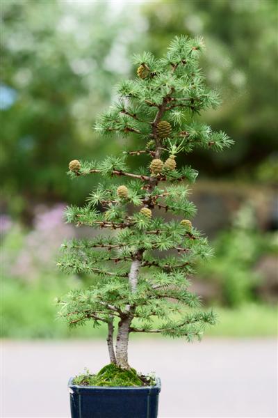 唐松(カラマツ)盆栽 SS003 唐松(カラマツ)盆栽の販売｜盆栽妙